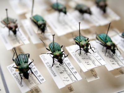 COLL_LOW_ENTOMO_BEETLES_DERENNE_01_EN.jpg