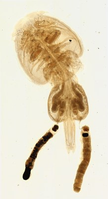 Copepod