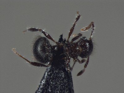 Meranoplus sp1 - Leica MZ16A