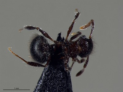 Meranoplus sp1 - Leica MZ16A