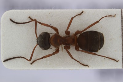 Large Ant 1 Dorsal View