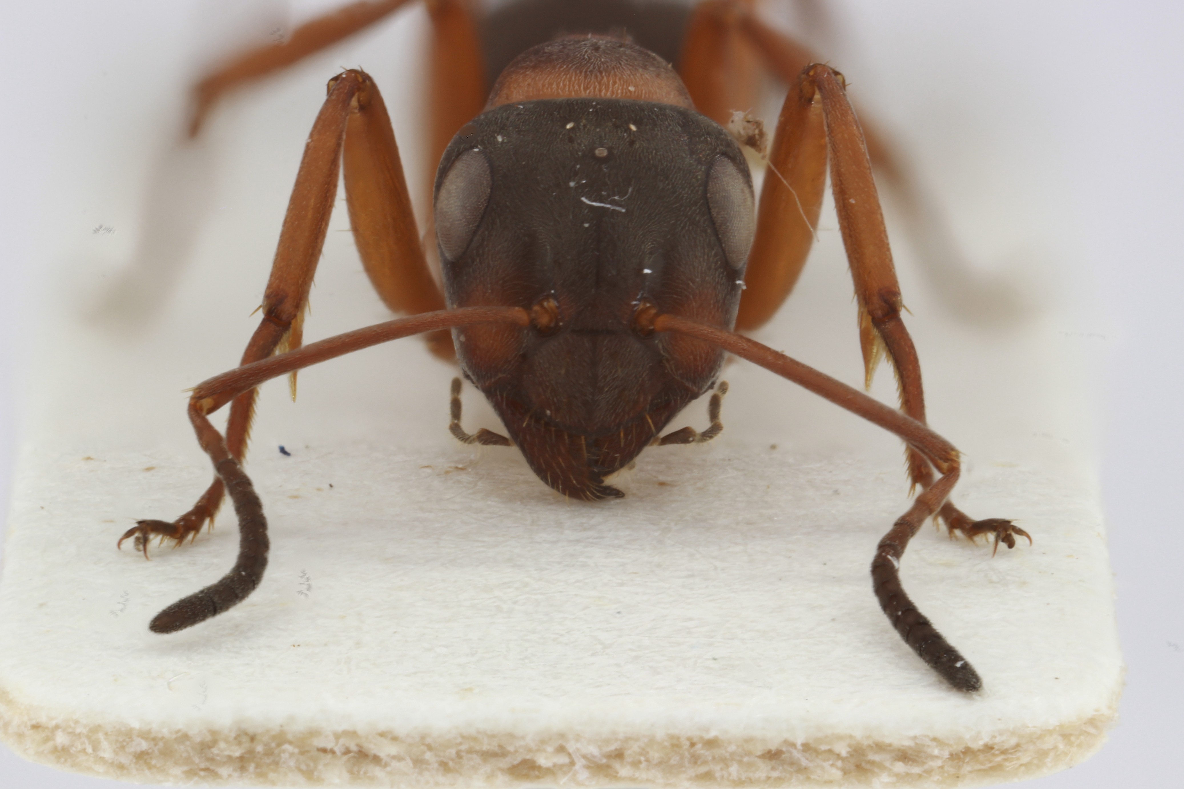Large Ant 1 Frontal View