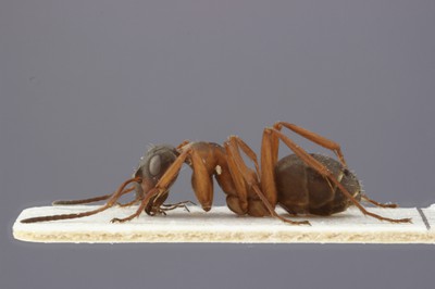Large Ant 1 Lateral View