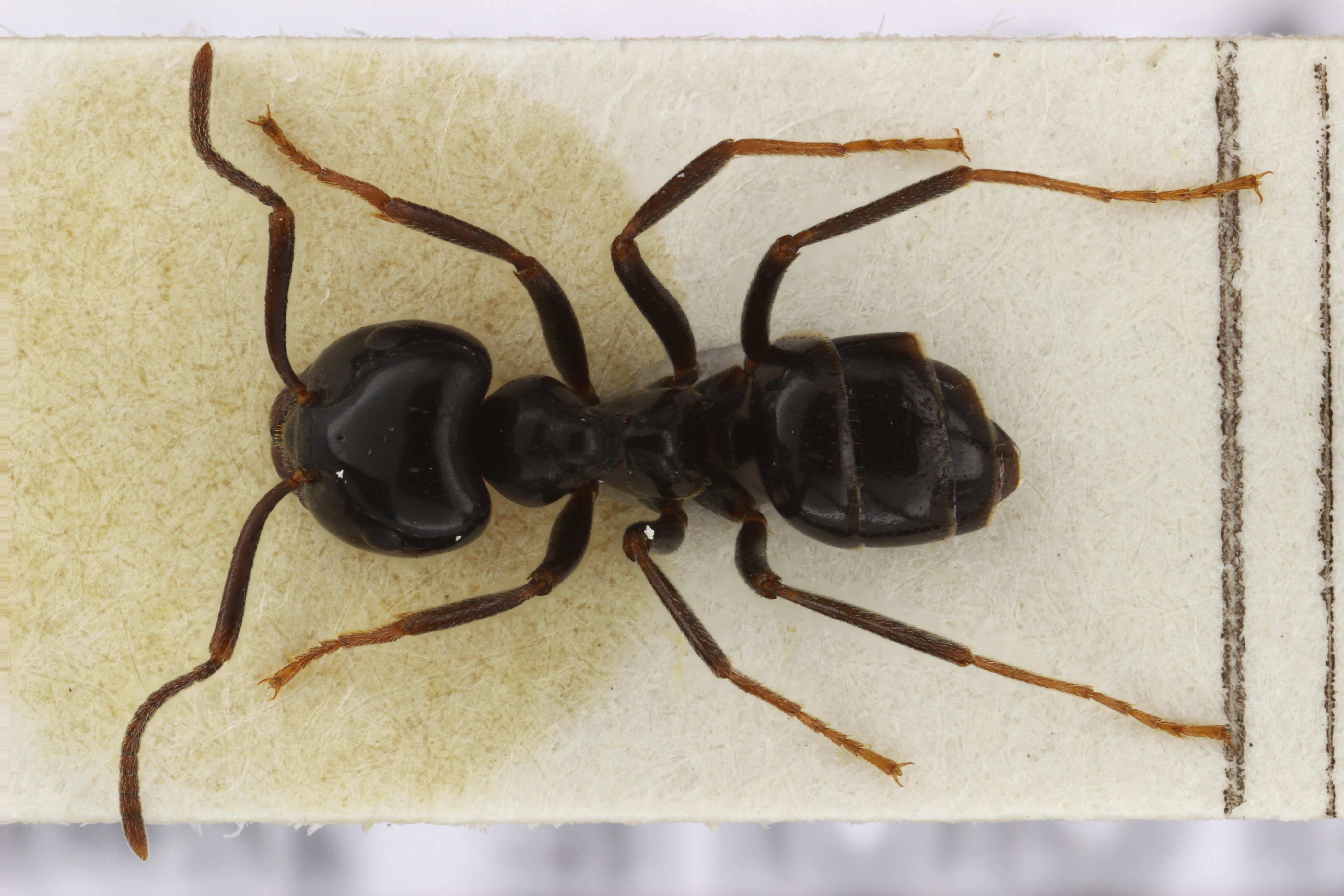 Large Ant 2 Dorsal View