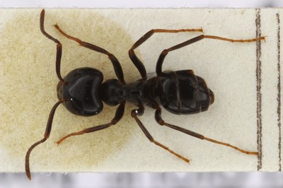 Large Ant 2 Dorsal View