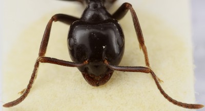Large Ant 2 Frontal View