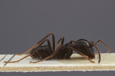 Large Ant 2 Lateral View