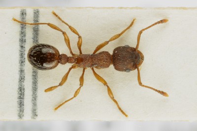 Small Ant 1 Dorsal View