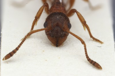 Small Ant 1 Frontal View