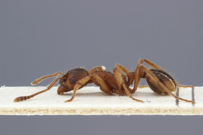 Small Ant 1 Lateral View