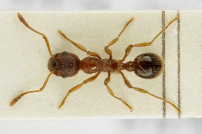 Small Ant 2 Dorsal View