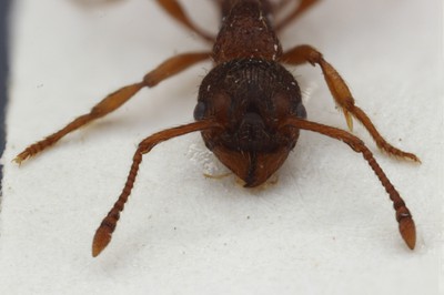 Small Ant 2 Frontal View