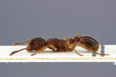Small Ant 2 Lateral View