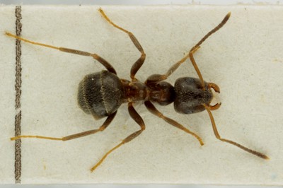 Small Ant 3 Dorsal View