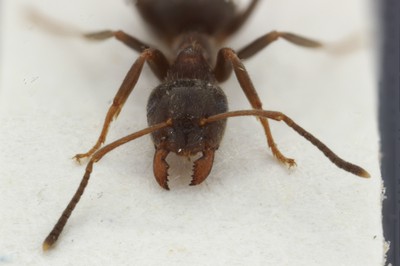 Small Ant 3 Frontal View