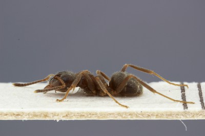 Small Ant 3 Lateral View