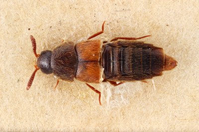 Aleochara salina