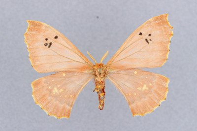 Eosia diggenaroi