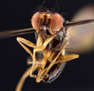 Camilla flavicauda 2 frontal