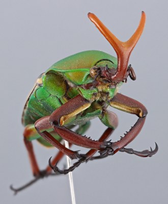 Eudicella gralli hubini - frontal/lateral