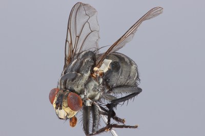 Diptera Fronto-Lateral