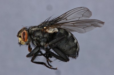 Calliphora sp. Lateral PMAX