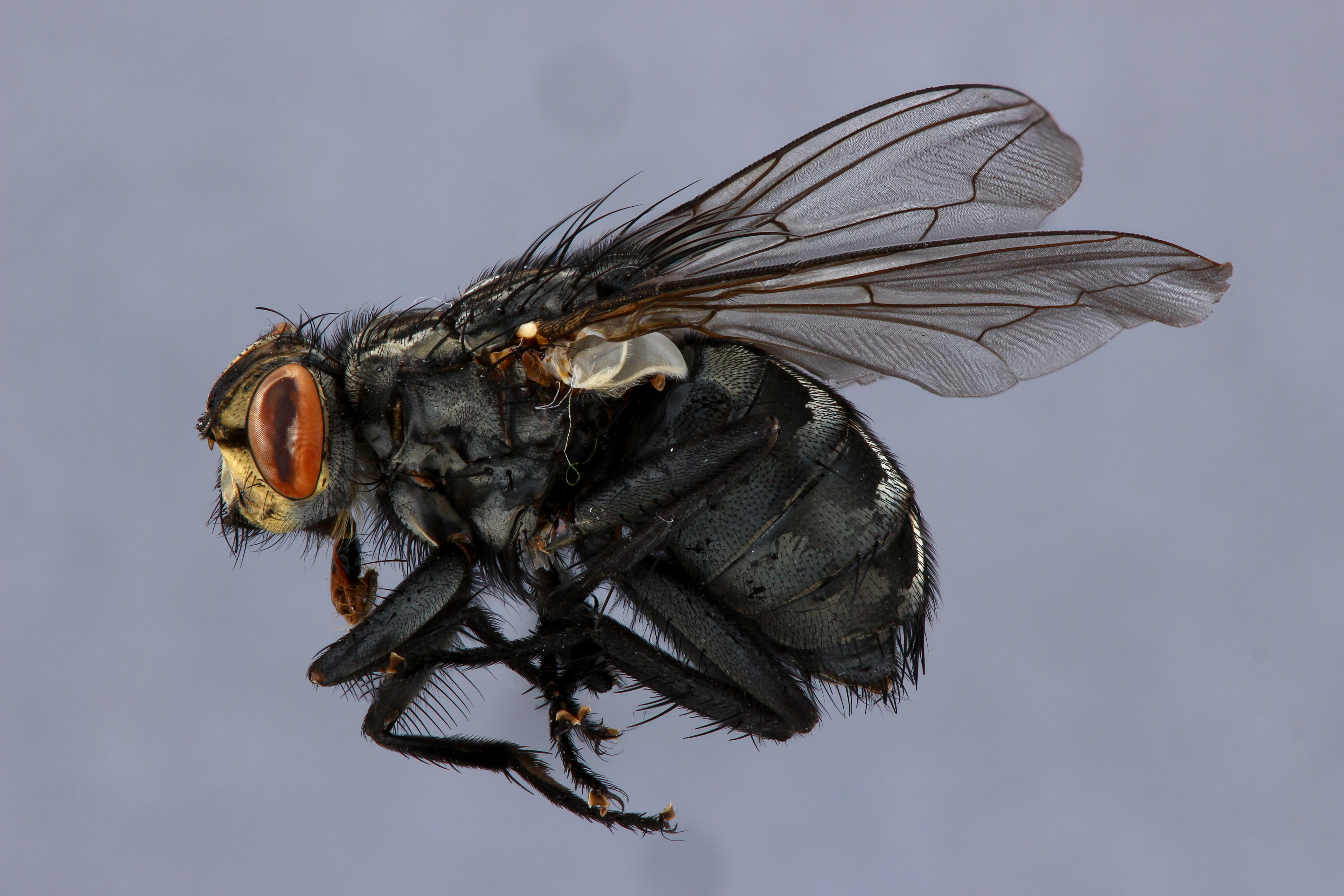 Calliphora sp. Lateral DMAP