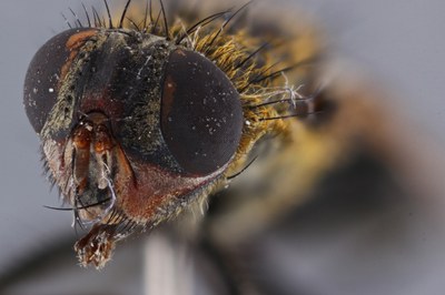 Fly Detail Frontal