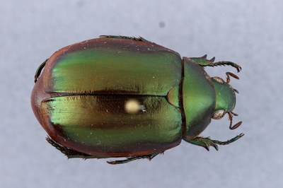 Rutelinae Dorsal DMAP