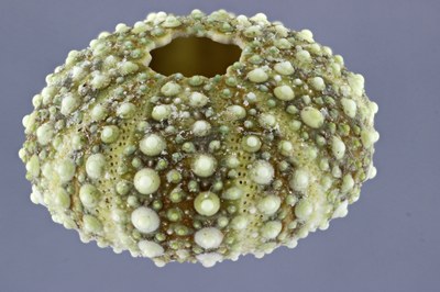 Small Sea Urchin Lateral DMAP
