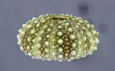Small Sea Urchin Lateral DMAP