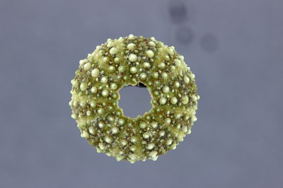 Small Sea Urchin Top DMAP