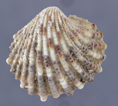 Bivalve small