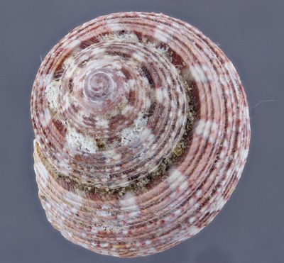 Small Shell Top View