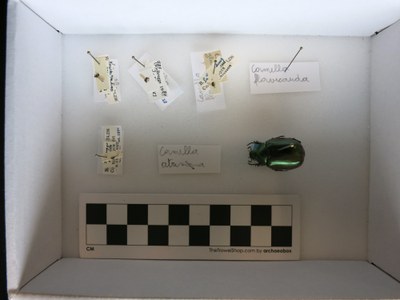 Size Comparison Beetle and Flies.jpg