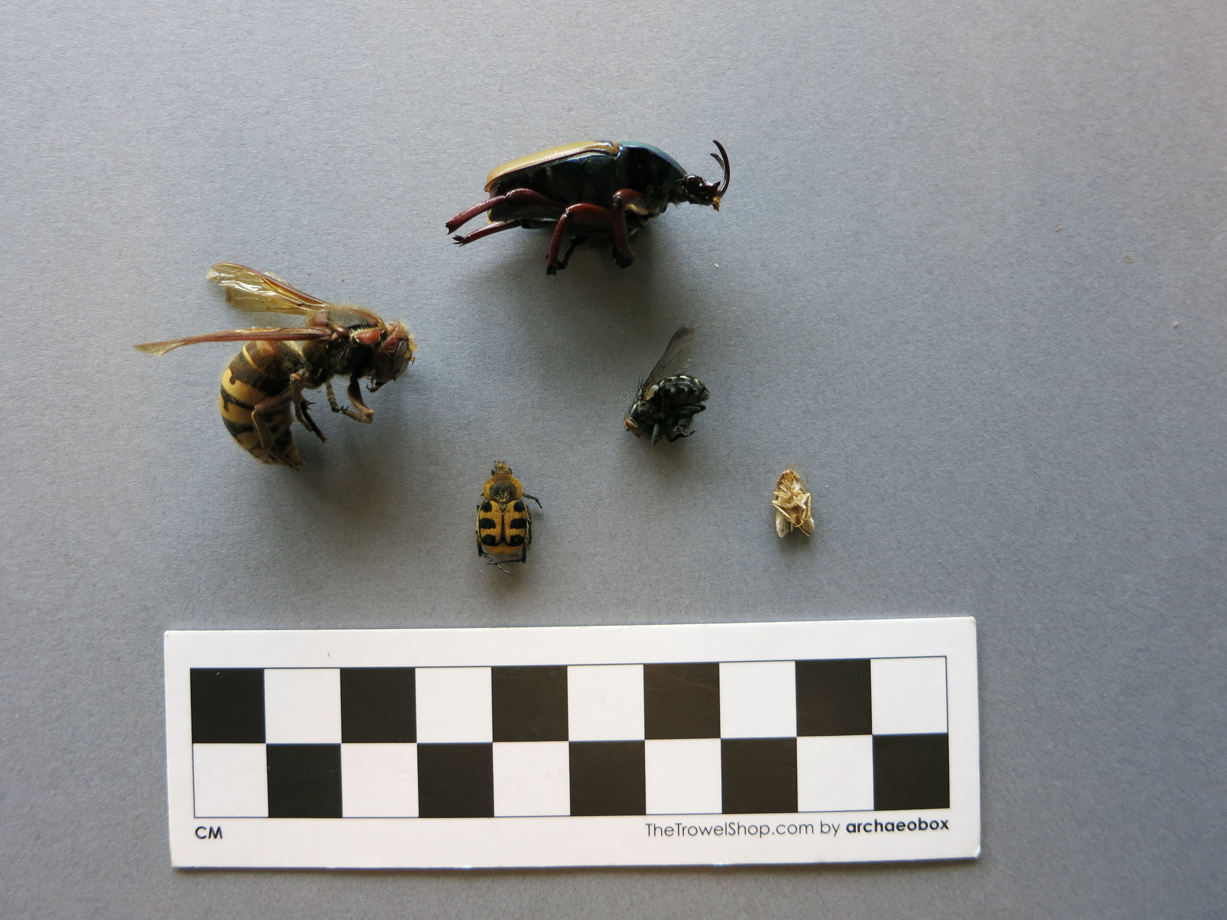 Size Comparison Insects.jpg
