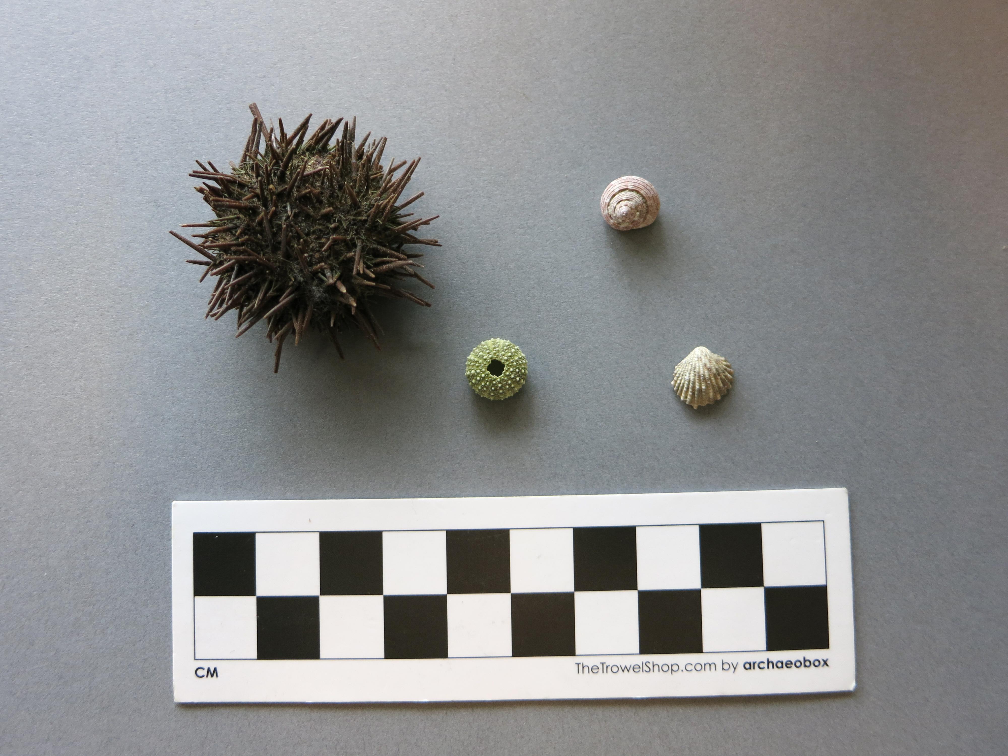 Size Comparison Sea Urchins.jpg