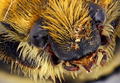 Trichius fasciatus frontal close-up