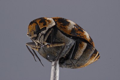 Unidentified Flying Invertebrate