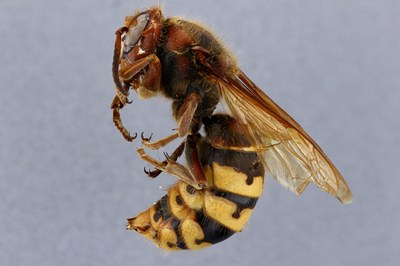 Vespa crabro Lateral