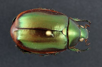 Rutelinae