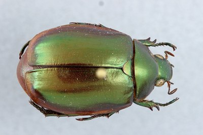 Rutelinae