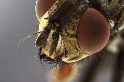 Calliphora sp. Head close-up