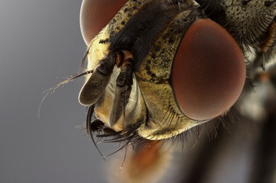 Calliphora sp. Head close-up