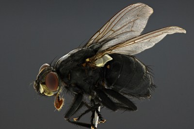 Calliphora sp. Lateral DMAP