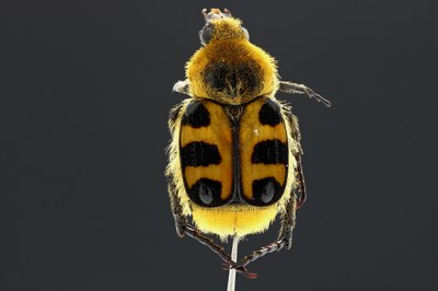 Trichius fasciatus Dorsal