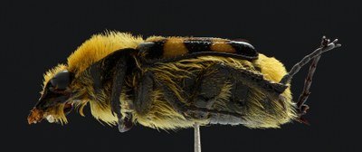 Trichius fasciatus Lateral