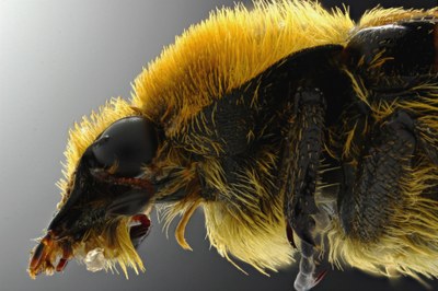 Trichius fasciatus Lateral close-up