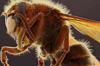 Vespa crabro partial