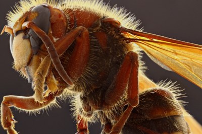 Vespa crabro partial